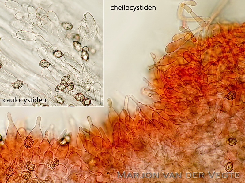 Genavelde cystidesatijnzwam - Entoloma cocles